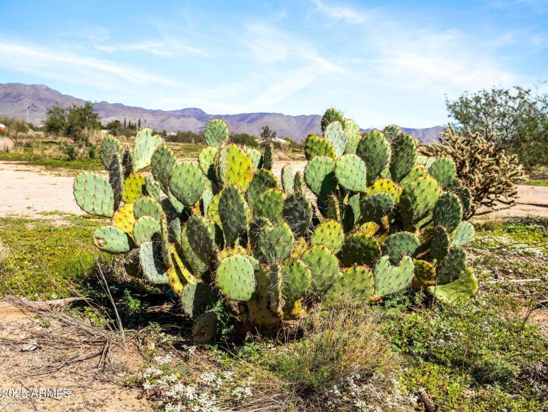 6-web-or-mls-22055 W Sunrise Dr-6