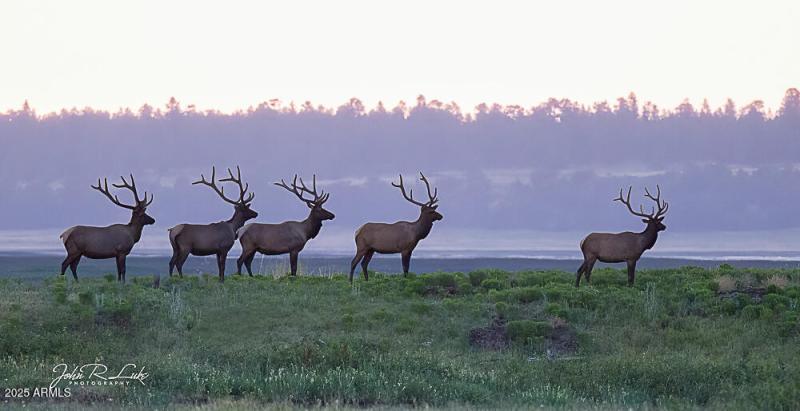 Elk...WOW!