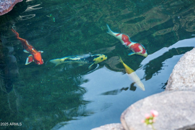 Koi Pond Detail