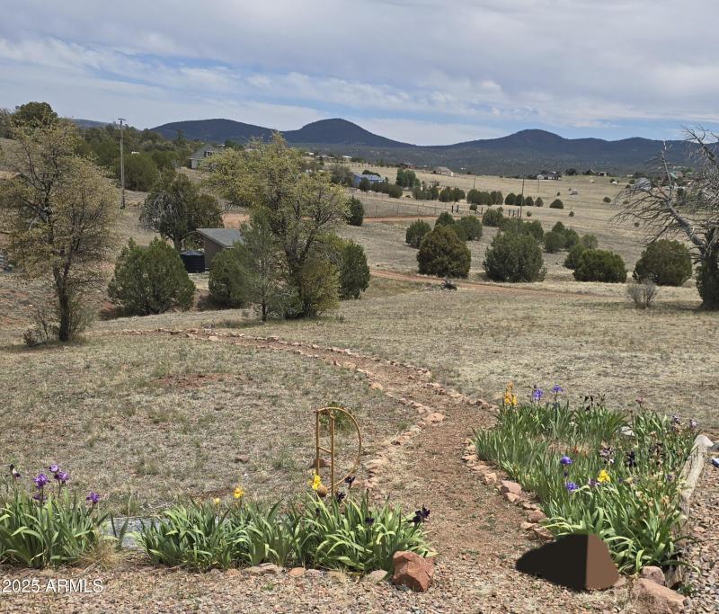 Iris Beds in Front Yard