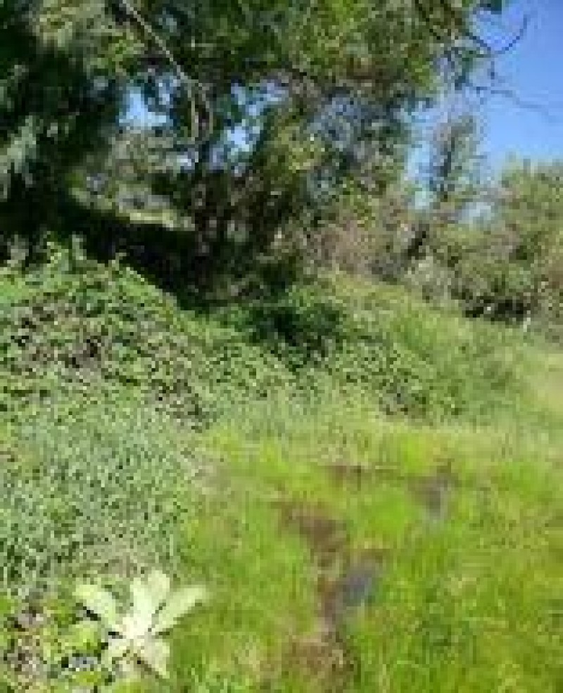 Spring in W Ctr Pasture