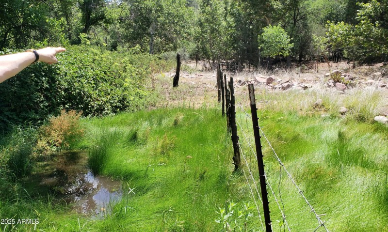 Spring & Blackberry Patch