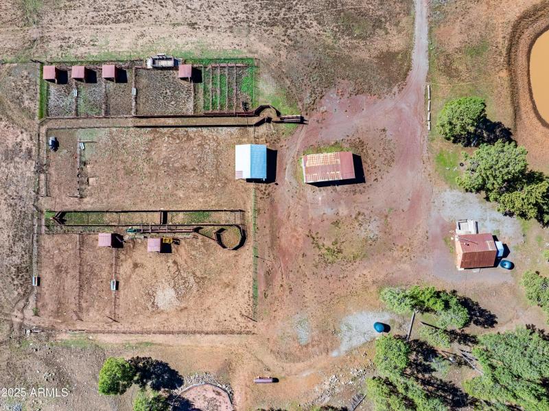 Cattle, Horses - fun!