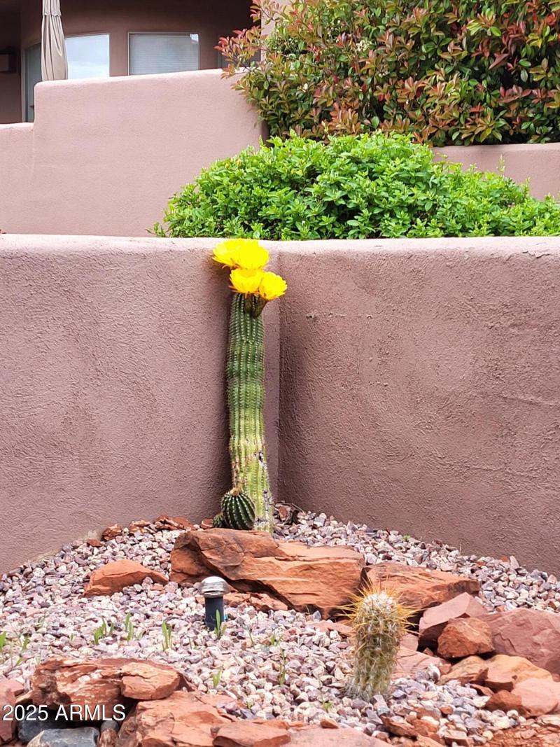 Blooming Cactus