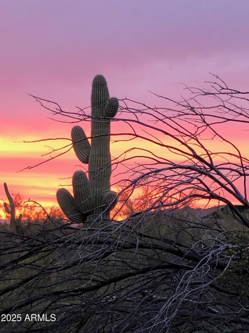 Sunsets and Saguaros Forever