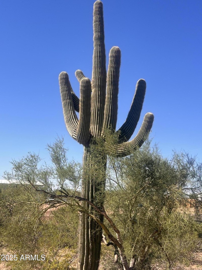 Saguaro