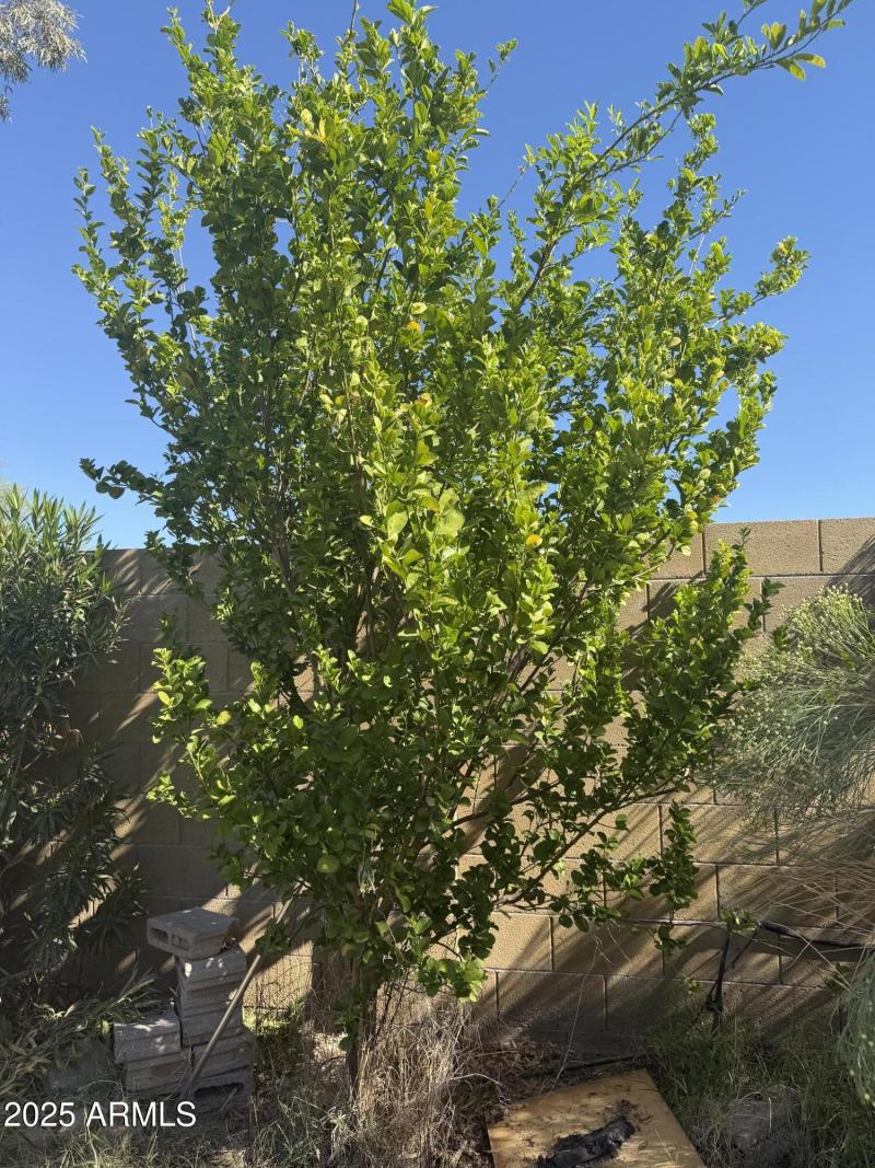 Fruit trees! Pomegranate, fig & lime