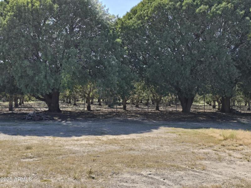 Pistachio Trees