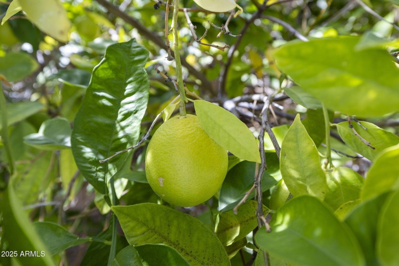 LEMON/LIME TREE