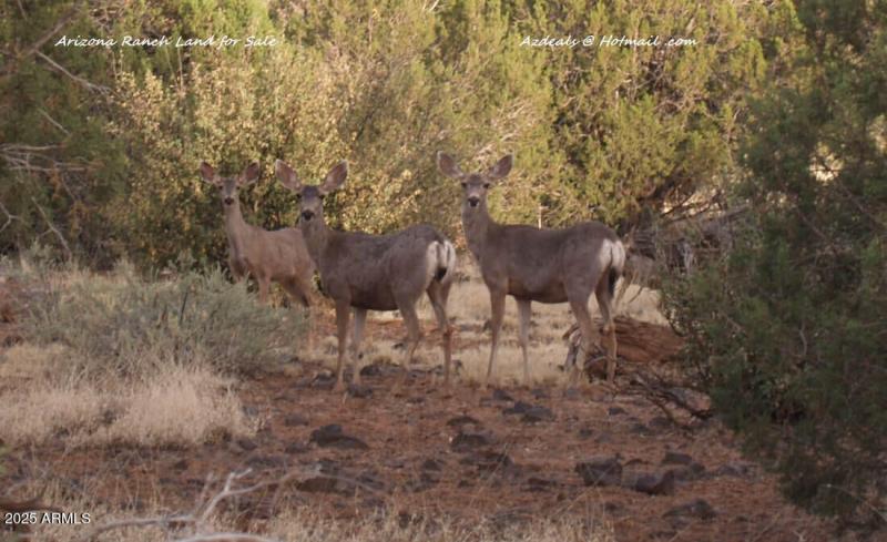 Does not on property