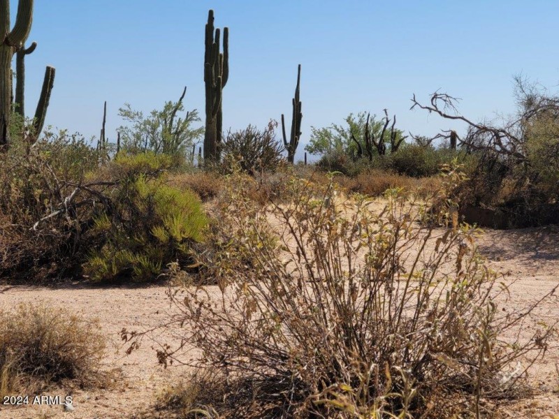 Towering Saguaros