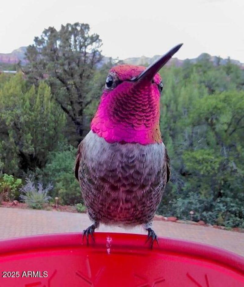 The Friendliest Visitors