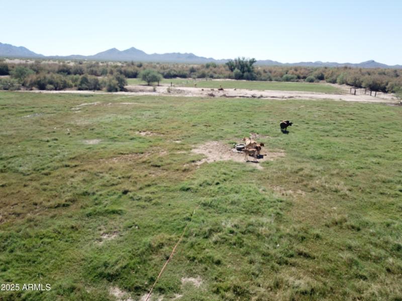 Pasture