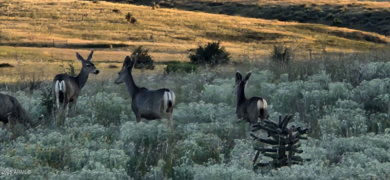 7426086185323357985 (1)