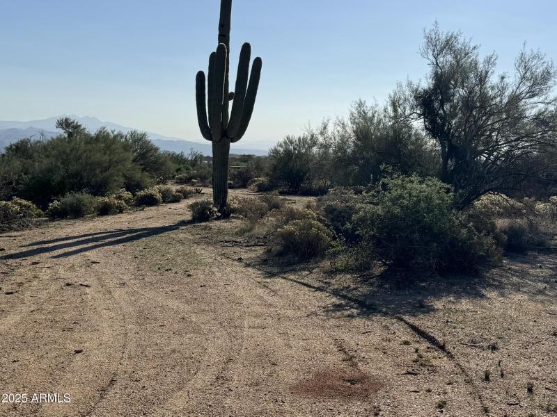 Lots of mature saguaros!!