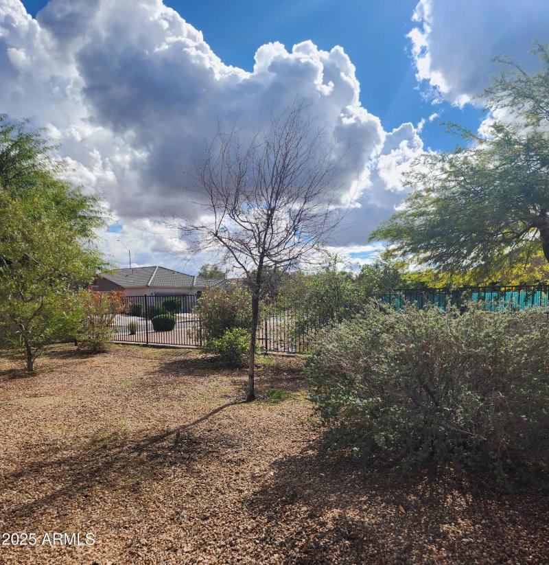 Backyard view