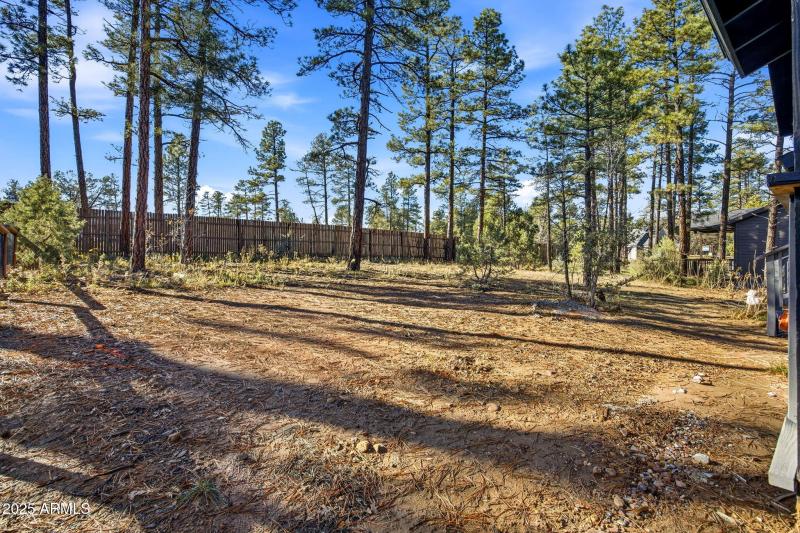 Tall pines fill back yard