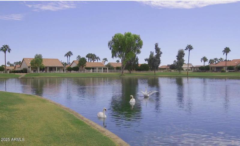 211 Swans on Lake