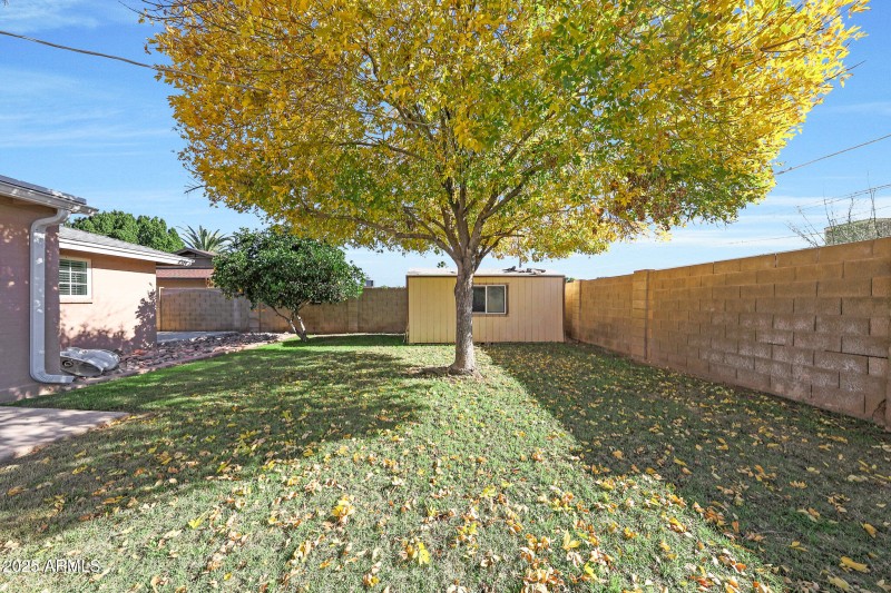 Back yard 2