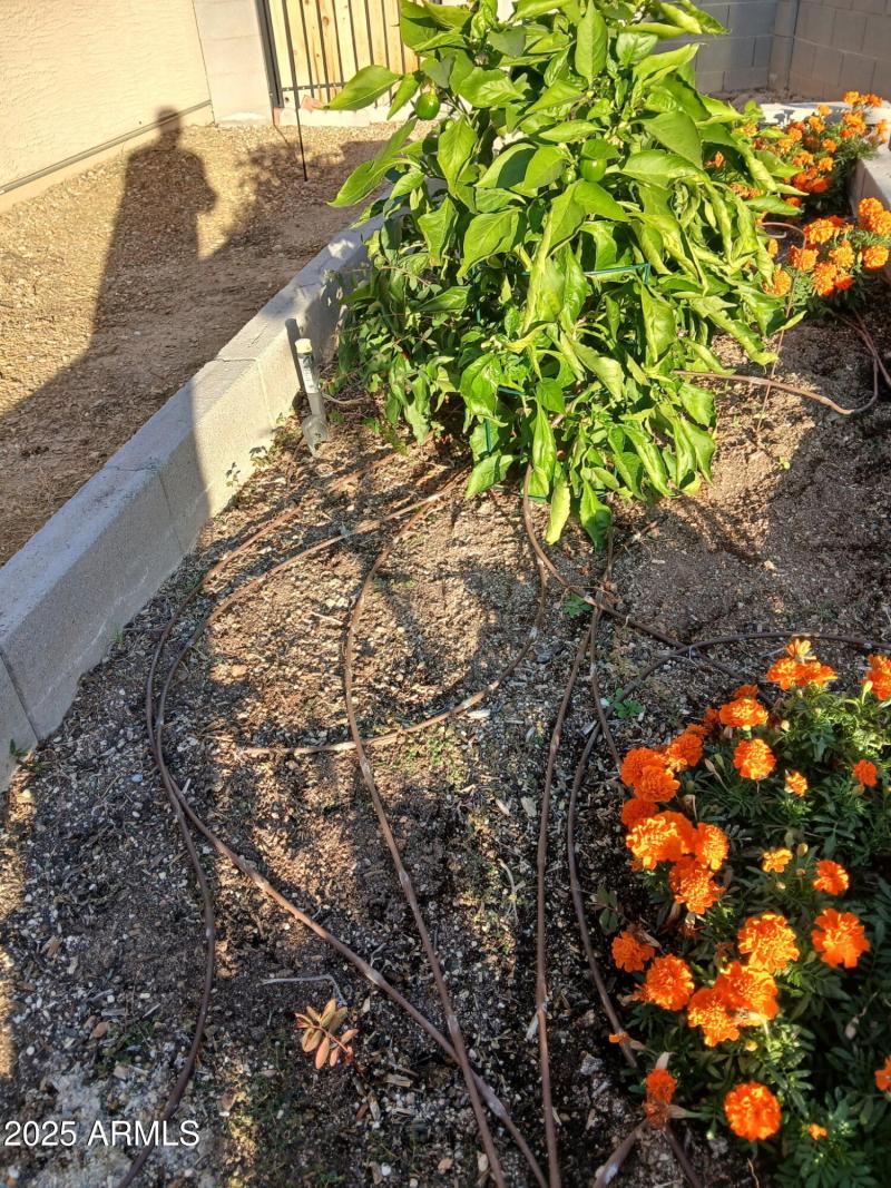 Irrigated Garden