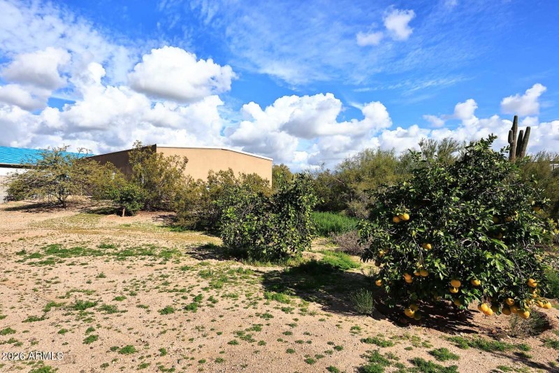 Citrus Trees
