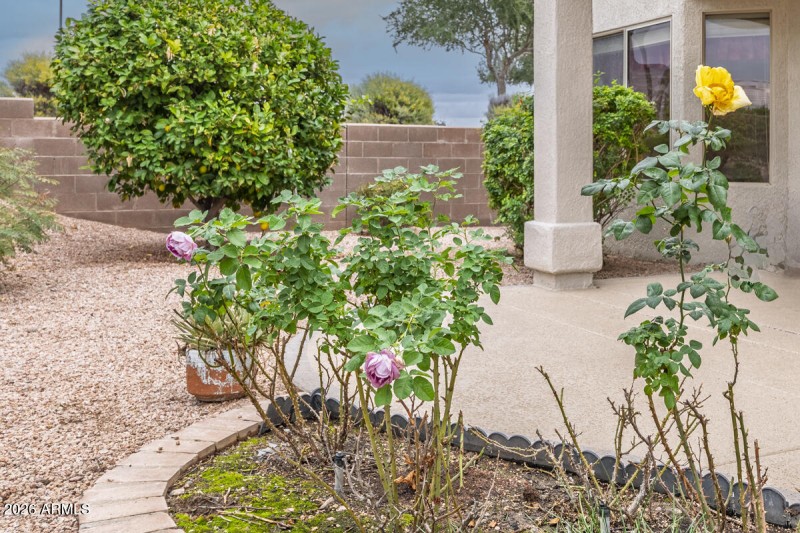 Rose Garden