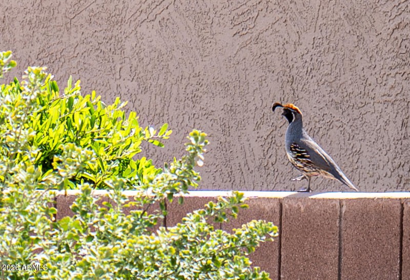 Local Quail
