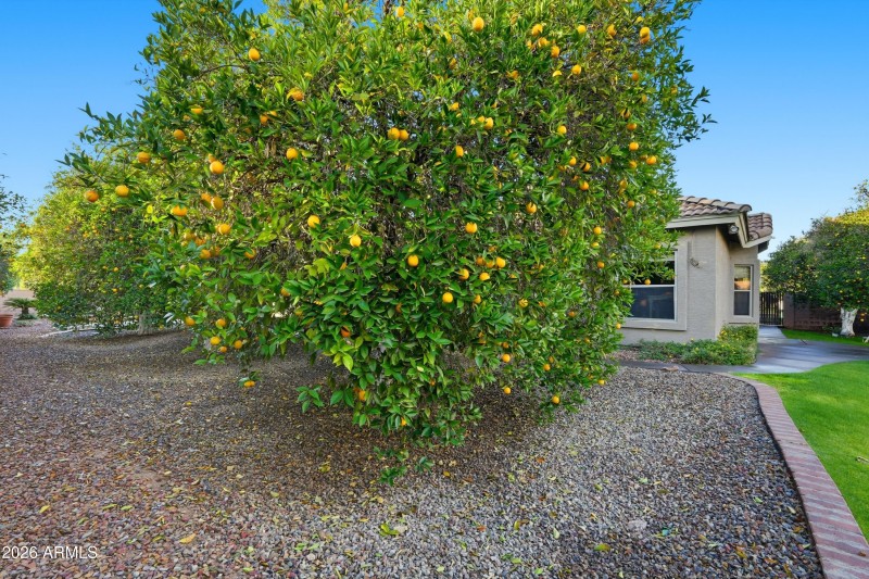 Inviting yard