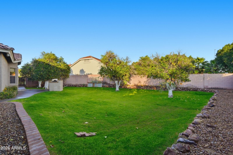 Lush Yard