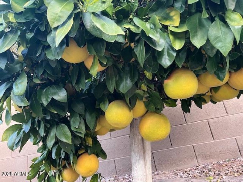 Ruby Red Grapefruit