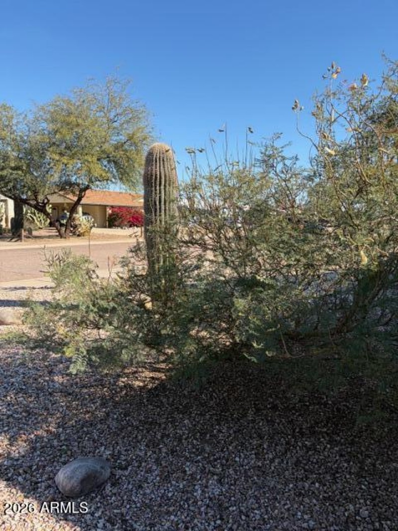 Front yard