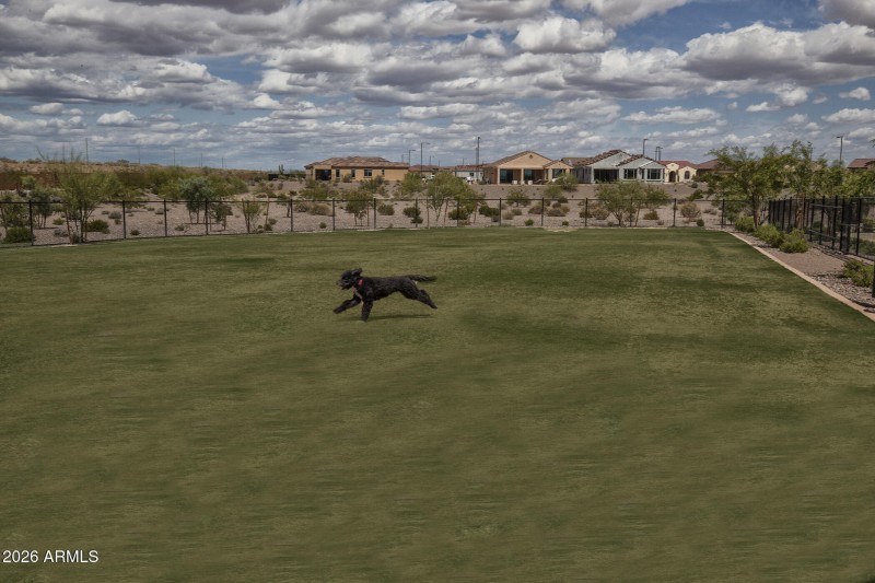 Dog Park_4927