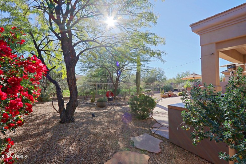 Backyard 6