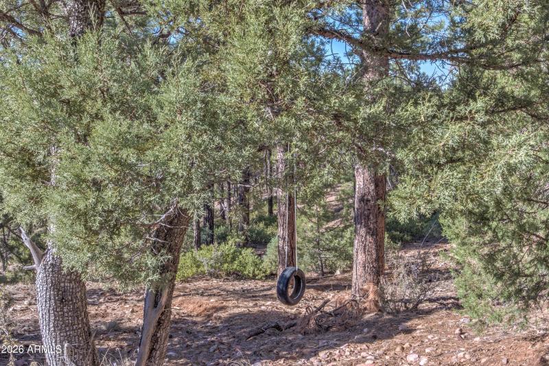 Tire Swing