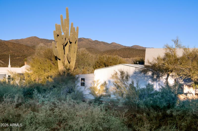 Cactus on Property