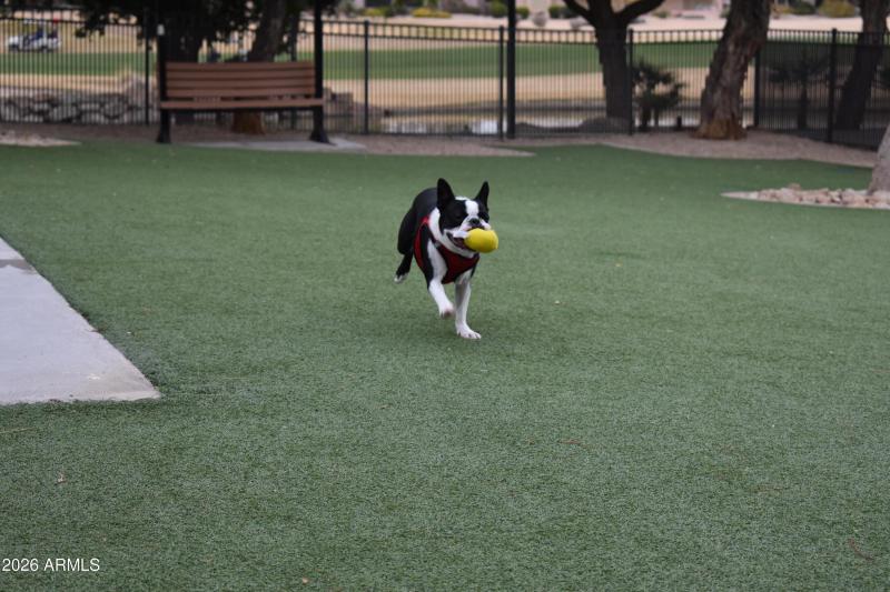 Dog Park