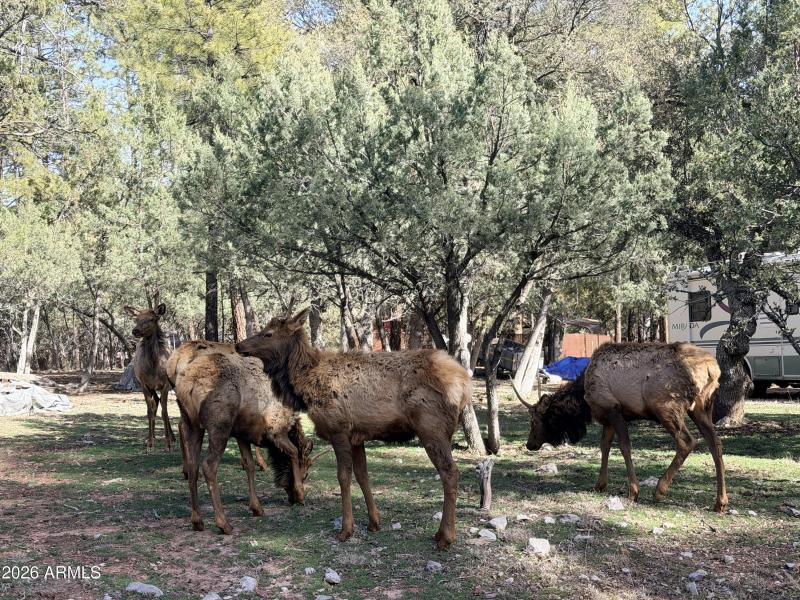 Wildlife Nearby