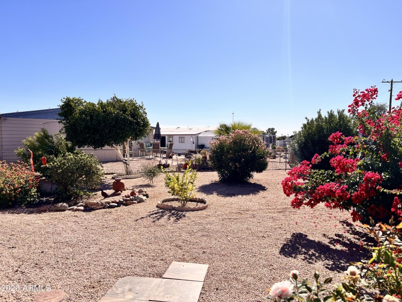 Back yard