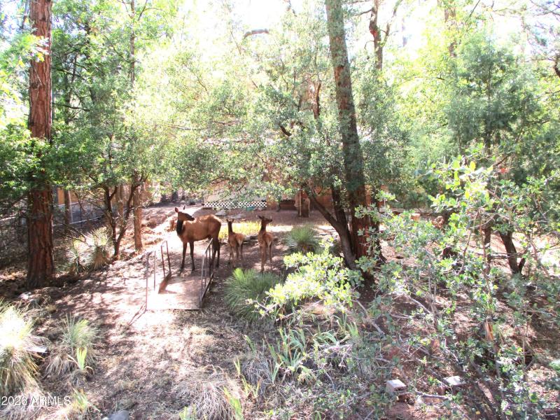 Elk & Babies in Summer