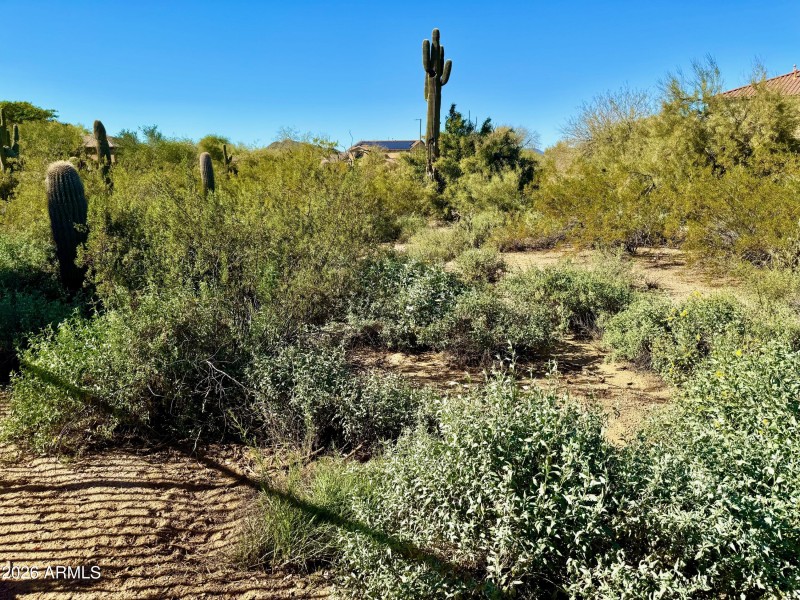 Desert View from rear yard