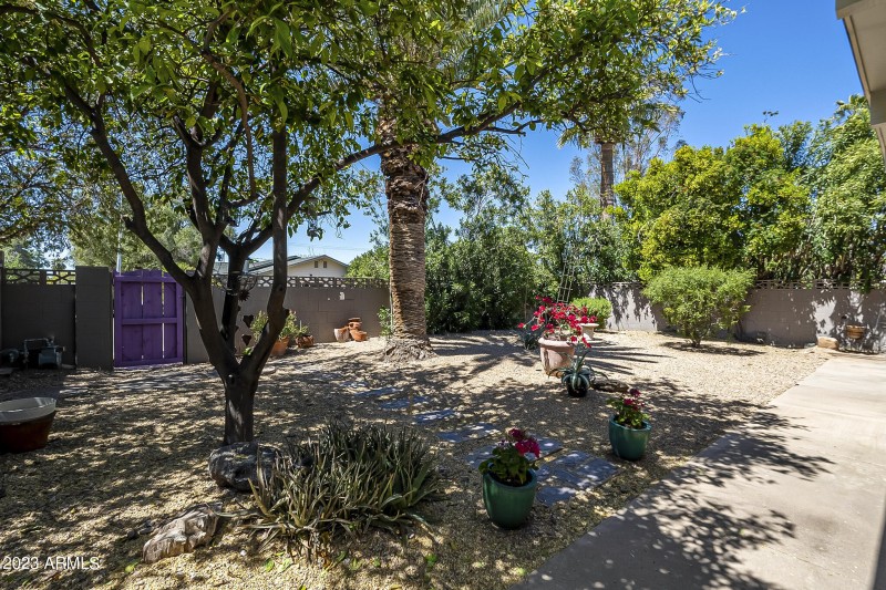 Backyard