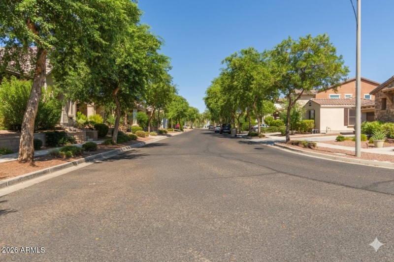 Tree lined street
