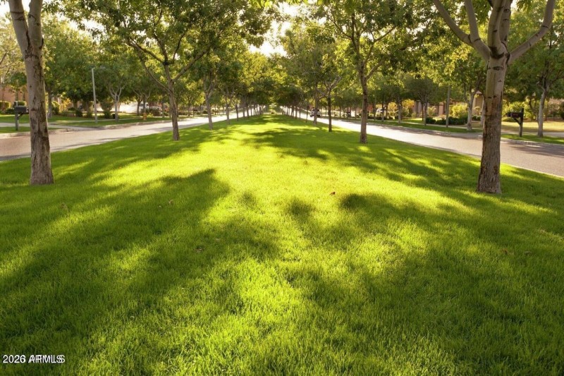 Tree lined streets
