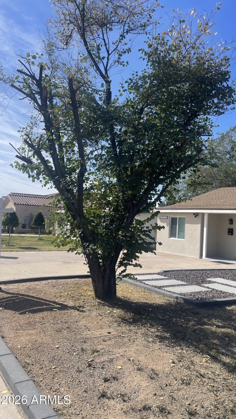 Front trees