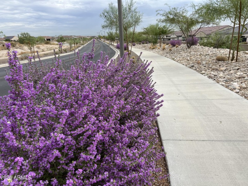 Verrado street