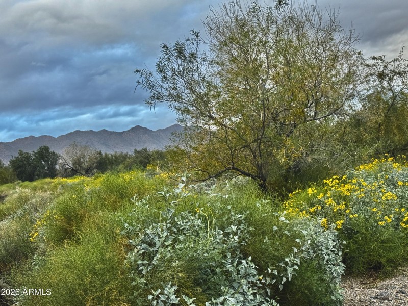 Wild Flowers