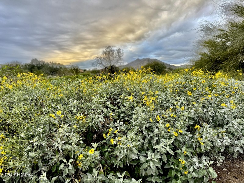 Wild Flowers