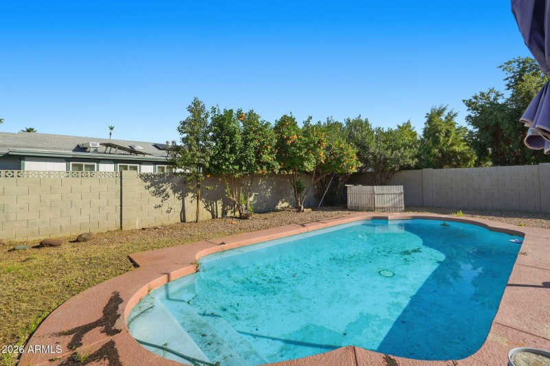 Citrus Trees Poolside