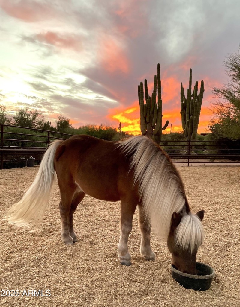 Great Horse Property