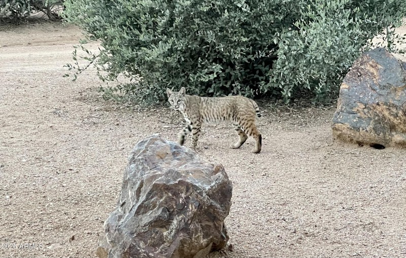 Desert Wildlife